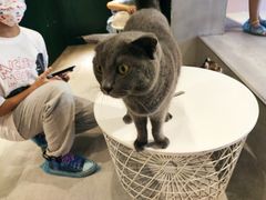 -猫儿山۰猫主题餐厅