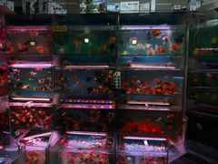 -曲阳花鸟市场(曲阳路店)