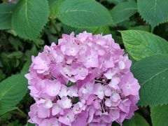 -双季花艺园艺市场(浦东店)