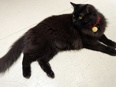 -藏猫猫咖啡主题馆(中央大道店)