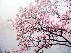 -九皇山景区