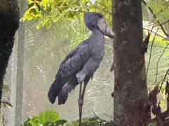 -新加坡飞禽公园