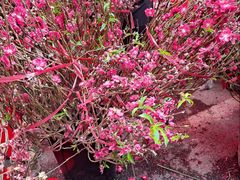 -越秀西湖花市(广州城市广场花卉店)