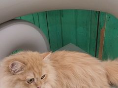 -藏猫猫咖啡主题馆(中央大道店)