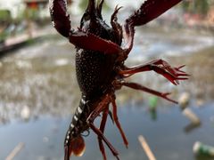 -同銮特种养殖场·龙虾垂钓