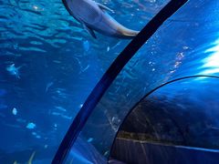 -太平洋海底世界