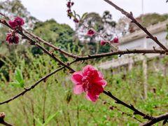 -广州市帽峰山景区