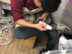 -李小姐の猫咖啡馆(五角场店)