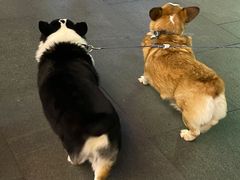 -鱼鲜饭香·招牌汽锅剁椒鱼头王