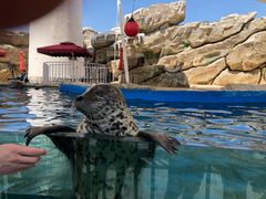 -芜湖新华联大白鲸海洋公园