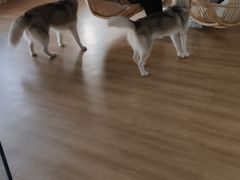 -Husky Go! 哈士奇体验馆·宠物咖啡厅狗咖