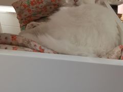 -瑞派·关忠动物医院·猫专科·犬专科(三环新城店)