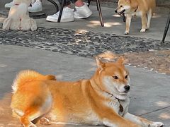 -柴犬高等学院·狗咖·柴犬售卖·宠物训练