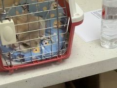 -纳吉亚猫专科动物诊疗中心(蒋宅口分院)