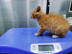 -安安宠物医院(情缘分院)