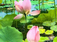 -莲花池公园