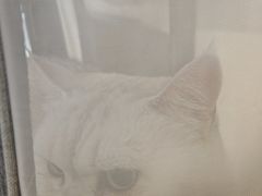 -瑞鹏宠物医院·骨科·猫科·内科(第一中心)