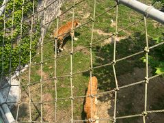 -西霞口神雕山野生动物世界