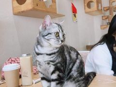 -藏猫猫咖啡主题馆(中央大道店)