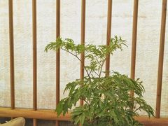 -茶理宜世(东方宝泰店)