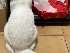 -lincat·猫舍(广州店)