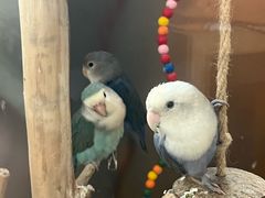 -吾叁·吉趣鸟咖(万科店)