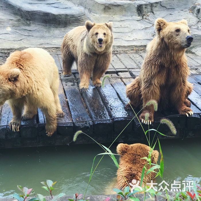 淹城野生动物世界图片-北京动物园-大众点评网