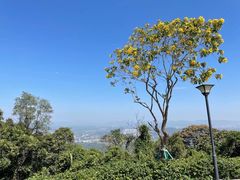 -黄埔油麻山森林公园