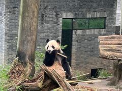 -都江堰中华大熊猫苑