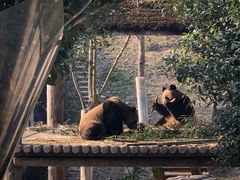 -中国大熊猫保护研究中心雅安碧峰峡基地