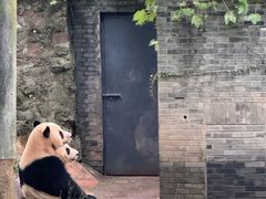 -都江堰中华大熊猫苑