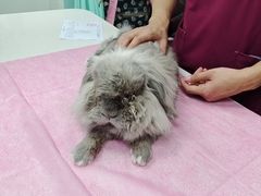 -北京观赏动物医院·24小时大型综合·猫专科·异宠专科