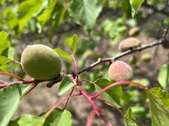 -北京鹫峰国家森林公园