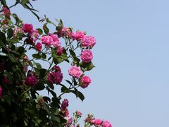 -梅利汴京烤鸭•开封豫菜地标店(铁北街店)