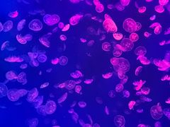 -江和美海洋公园