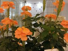 -广州花之恋城堡酒店