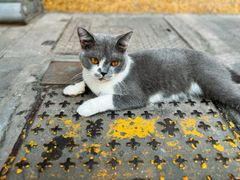 -清真·马文砂锅大全(麦苋街店)