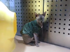 -瞄一喵猫咖(格力海岸店)