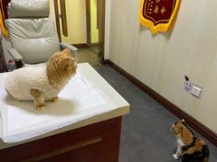 -宠爱国际动物医院· 猫科· 外科·中兽医(长白店)