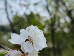 -桃花堤公园