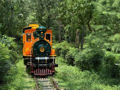 -合肥滨湖国家森林公园