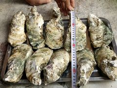 android_upload_pic-八一湛江生蚝(文明东路总店)