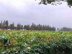 -大莲湖农家乐(青西郊野公园店)