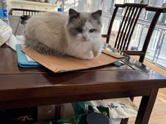 -喵百万·布偶·蓝金金渐层英短·猫舍(百子湾店)