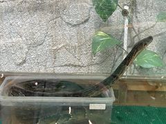 -上海大自然野生昆虫馆(东方明珠·爬宠昆虫探索中心)