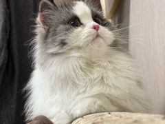 -四月宠物医院·猫专科·心脏专科·内科(转塘店)