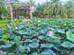 -采粤轩中餐厅(惠州金海湾喜来登度假酒店)