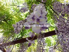 -嘉定紫藤园