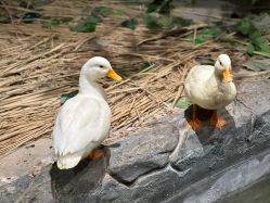 -Zoolung Zoolung动物主题公园(海信广场店)