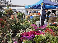 -中环花鸟鱼虫市场